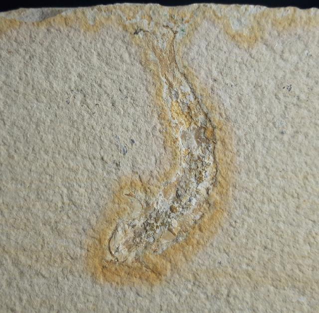 Leptolepides sprattiformis (BLAINVILLE 1818) - Bild © FossNet FossilienStore